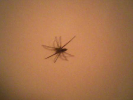 gentille petite b�te!